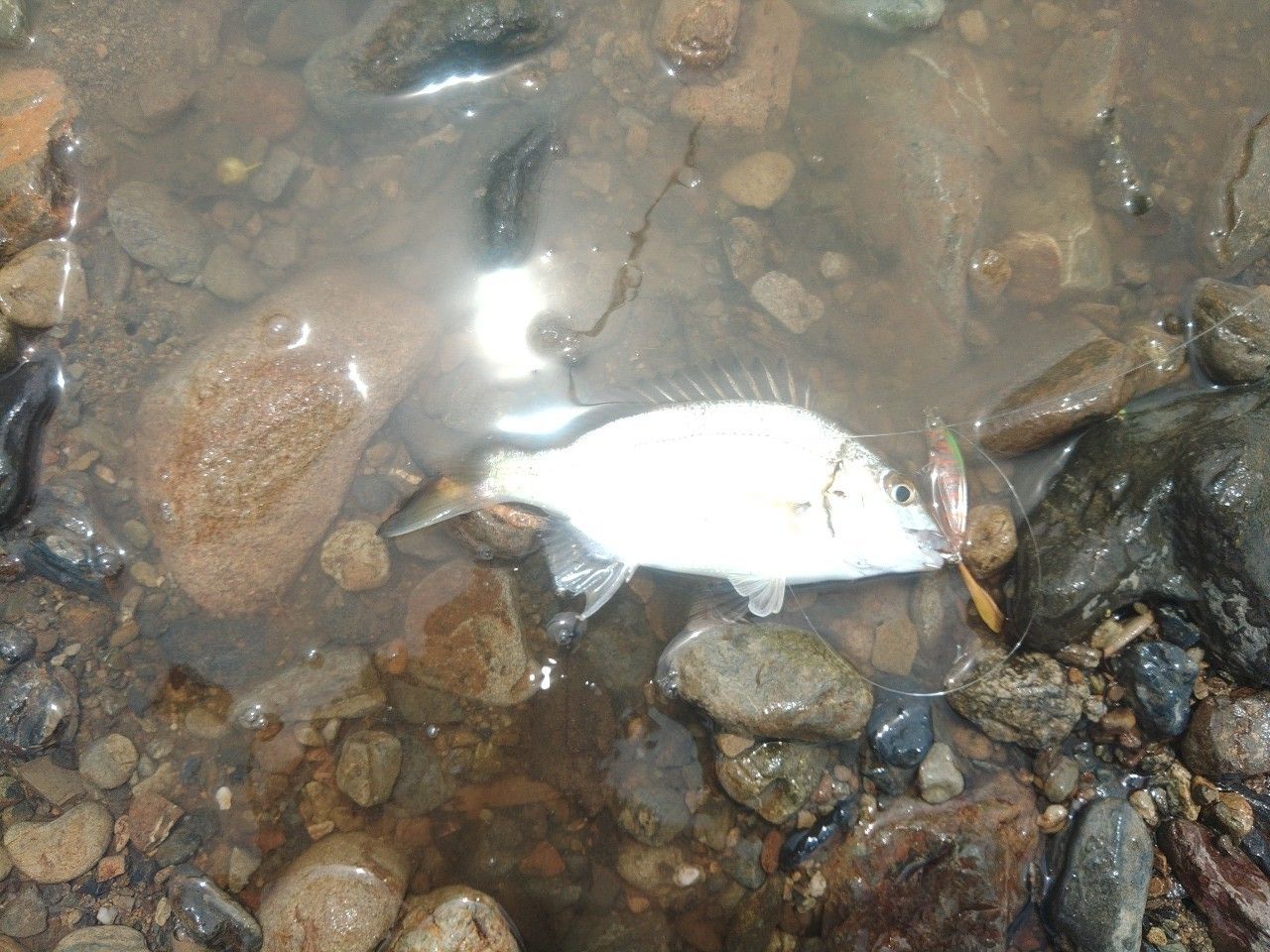 ミナミクロダイ