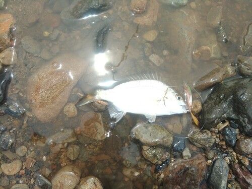 ミナミクロダイの釣果