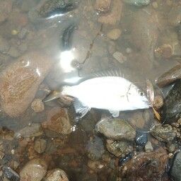 ミナミクロダイ