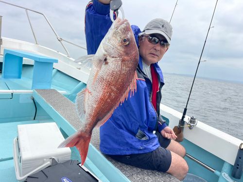 マダイの釣果