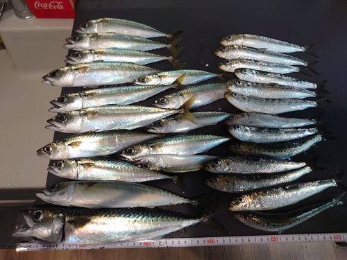 サバの釣果