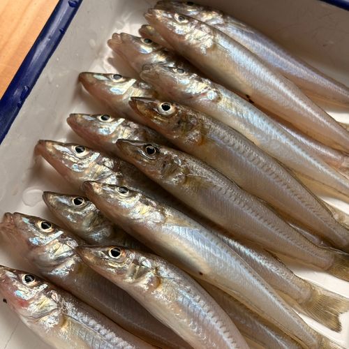 シロギスの釣果