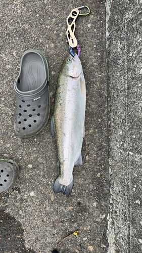 トラウトサーモンの釣果