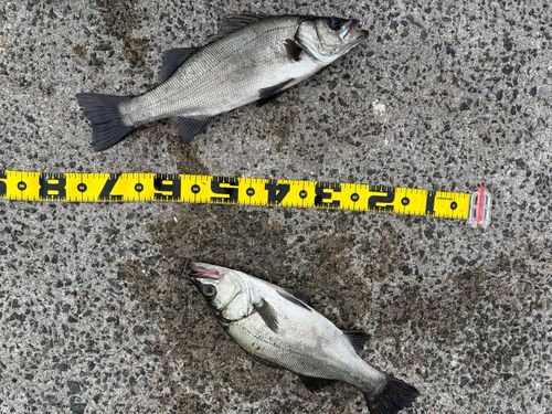 ヒラスズキの釣果