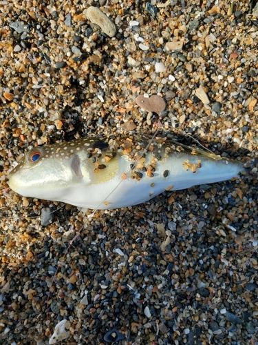 クサフグの釣果