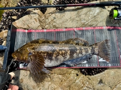 アイナメの釣果