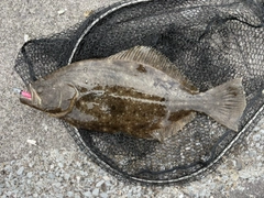 ヒラメの釣果