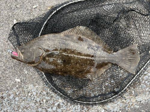 ヒラメの釣果