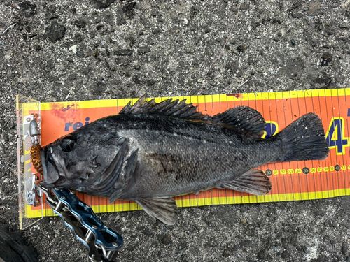 クロソイの釣果