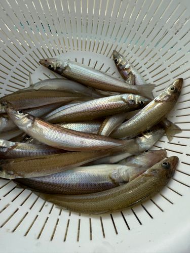 シロギスの釣果