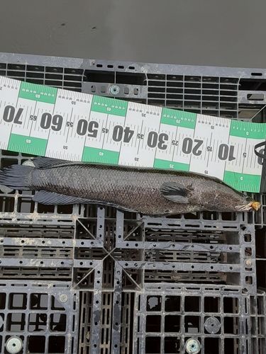 ライギョの釣果
