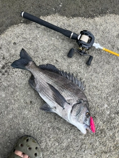 クロダイの釣果