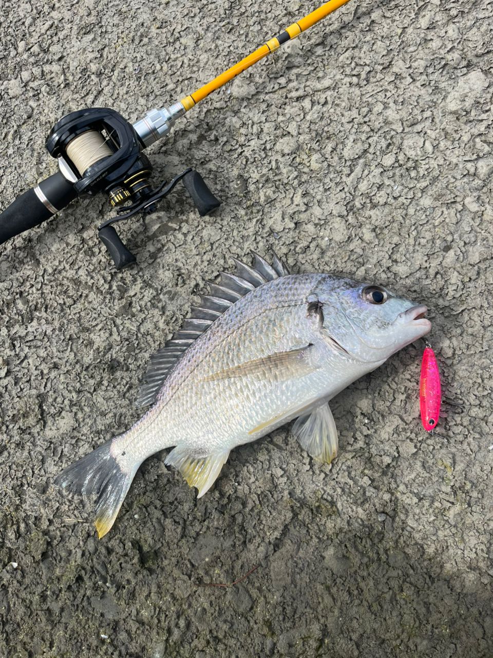 AbuGarcia レボ ALC-BF7 Rの最安値・インプレ・釣果 | 本音の