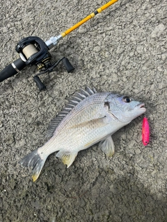 キビレの釣果