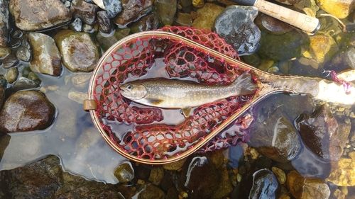 イワナの釣果