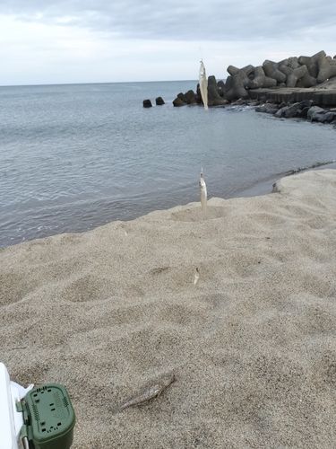 キスの釣果