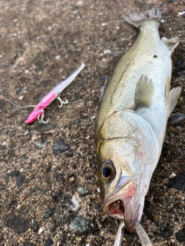 セイゴ(マルスズキ)