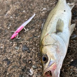 セイゴ（マルスズキ）