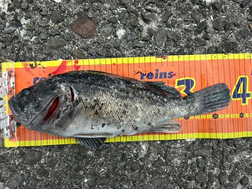 クロソイの釣果