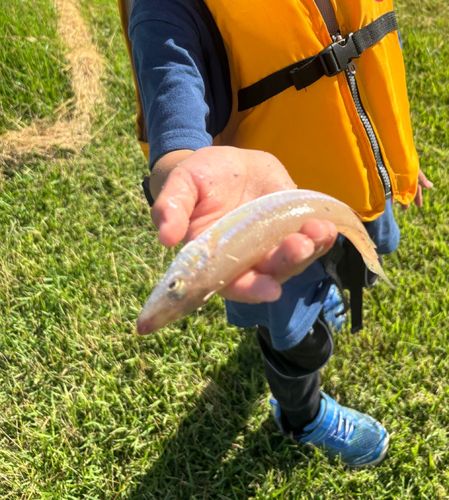 キスの釣果