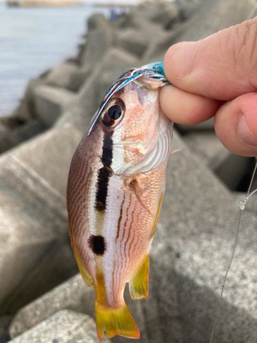 ヨコスジフエダイの釣果