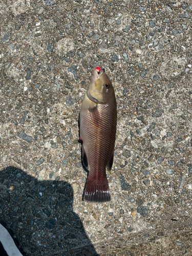 カンダイの釣果
