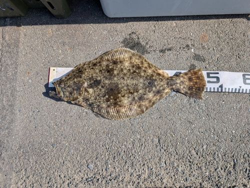 ヒラメの釣果