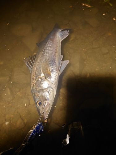 スズキの釣果