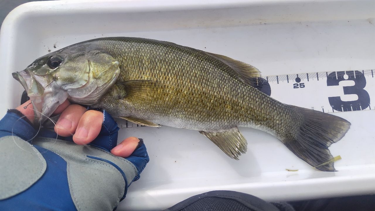 スモールマウスバス