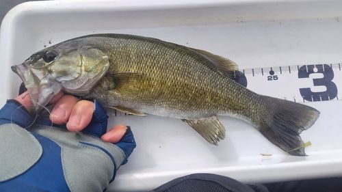 スモールマウスバスの釣果