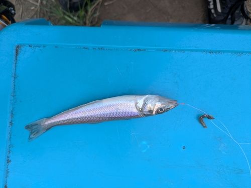 キスの釣果