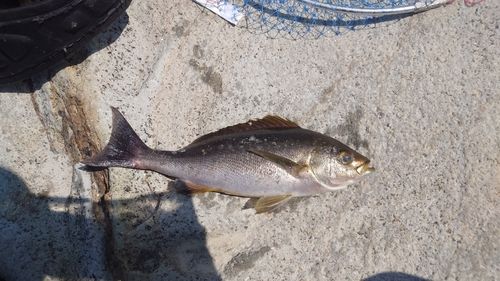 イサキの釣果