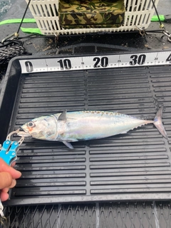 ソウダガツオの釣果