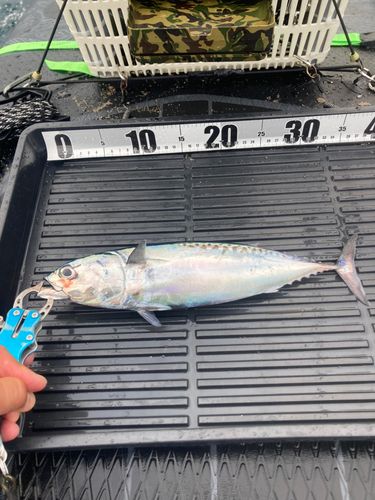 ソウダガツオの釣果