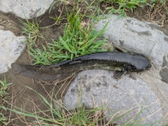 ナマズの釣果