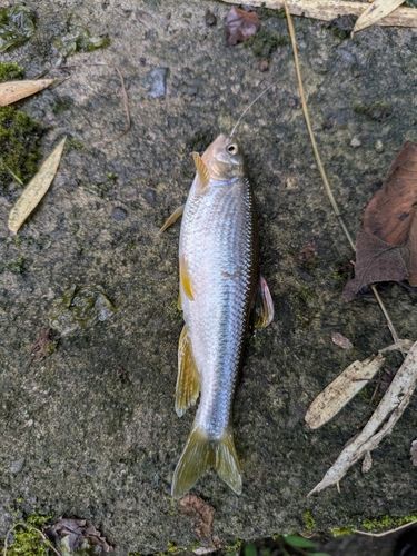 カワムツの釣果