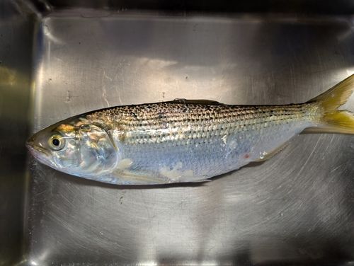 コノシロの釣果