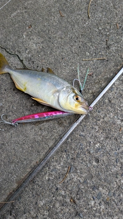 ショゴの釣果