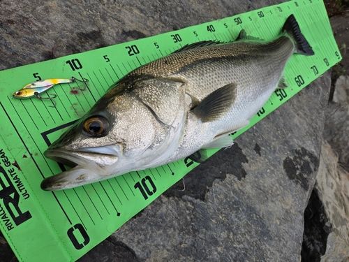 スズキの釣果