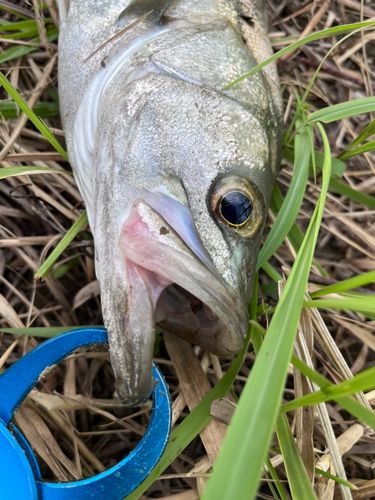 セイゴ（マルスズキ）の釣果