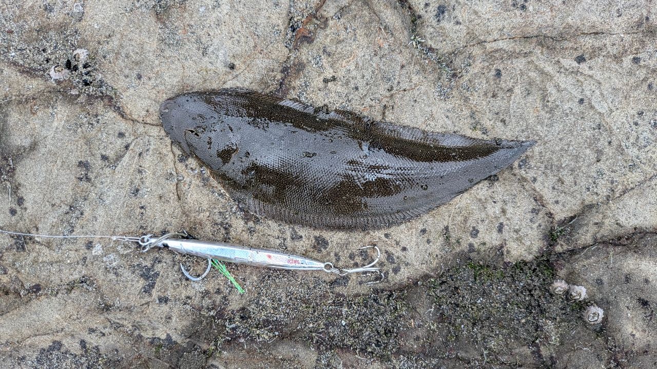 クロウシノシタ