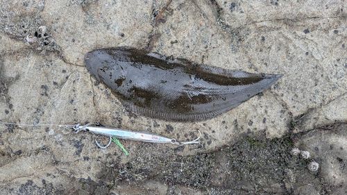 クロウシノシタの釣果