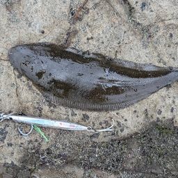 クロウシノシタ