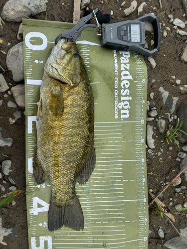 スモールマウスバスの釣果