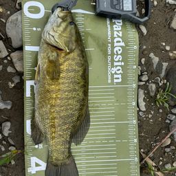 スモールマウスバス