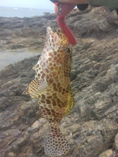 カンモンハタの釣果