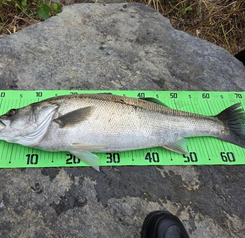 スズキの釣果