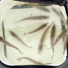 シロギスの釣果