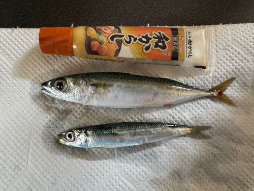 サバの釣果