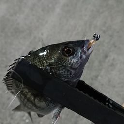 チヌ